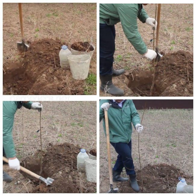 Planter des mirabelles