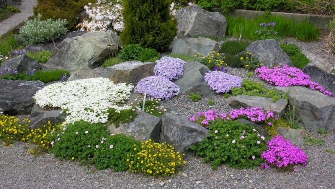 Plantes en rocailles