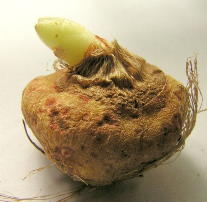 Le problème le plus courant est l'engorgement - cela conduit à la pourriture du bulbe.