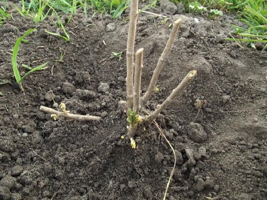 Le semis doit être enterré dans un trou de manière à ce que son collet de racine soit à 5-6 cm sous le niveau du sol.