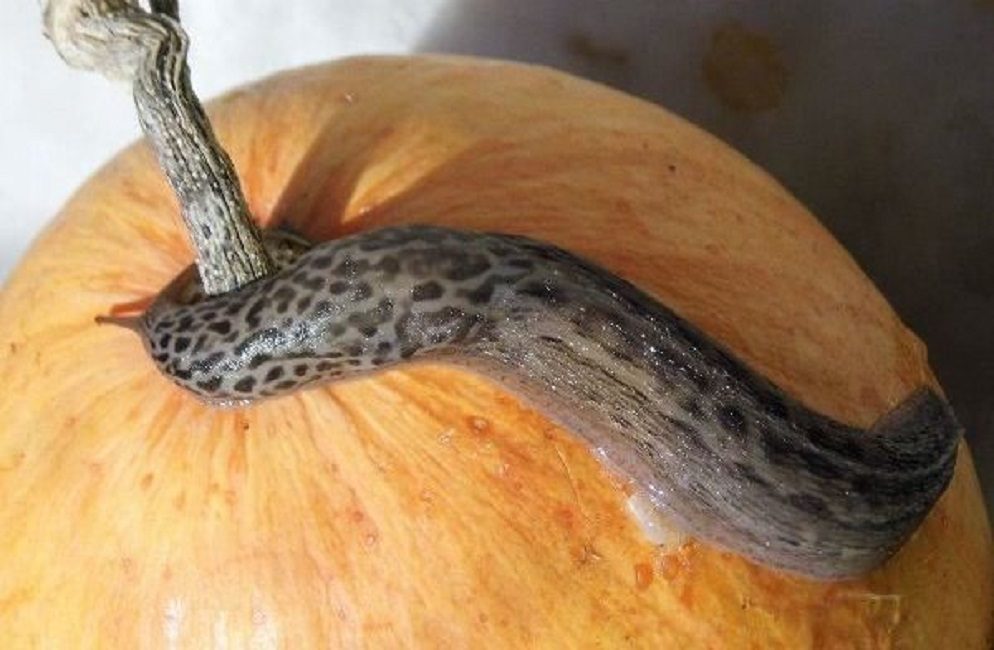 Limace sur les fruits