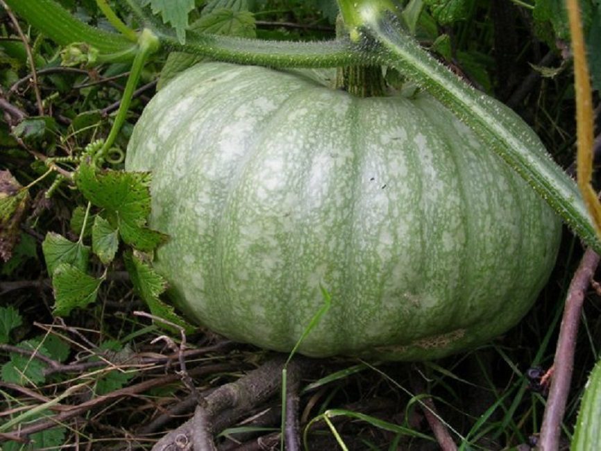 Variété de taches de rousseur