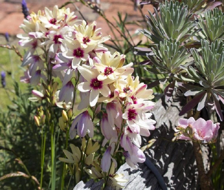 L'inflorescence de la plante est hérissée