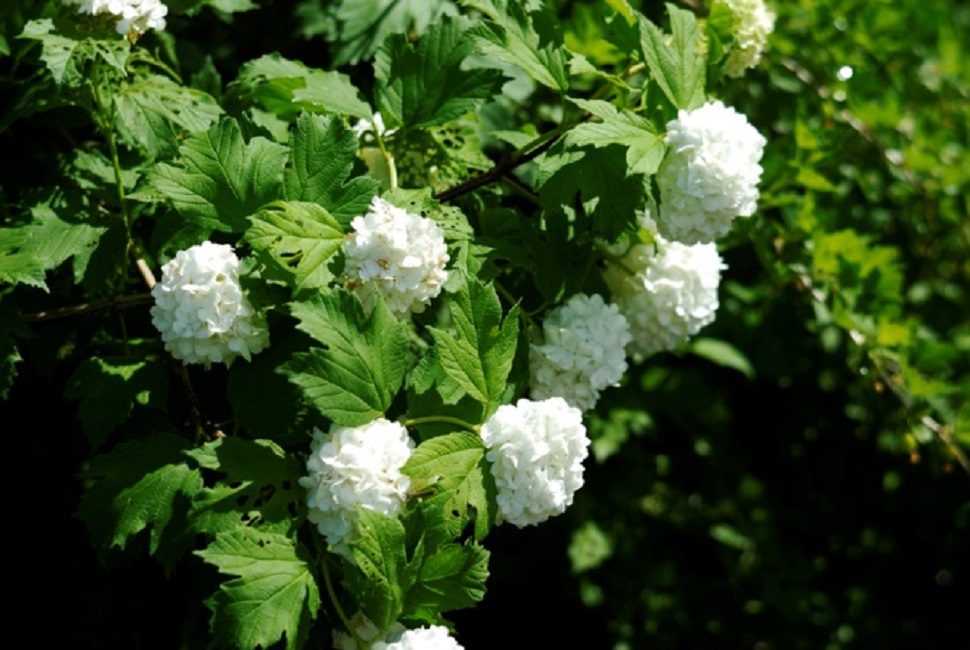 Inflorescences de variétés ornementales, composées de fleurs stériles