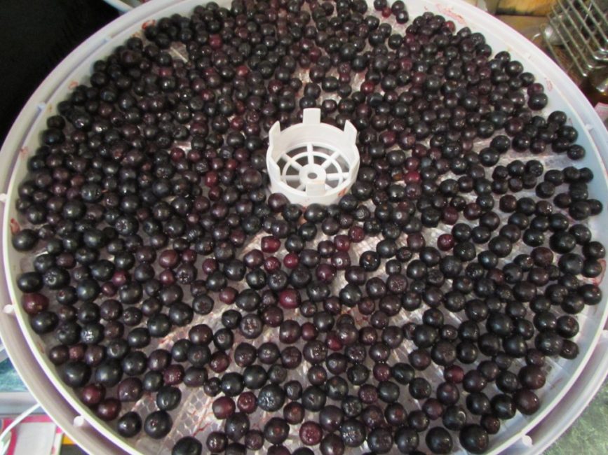 Séchage de l'aronia