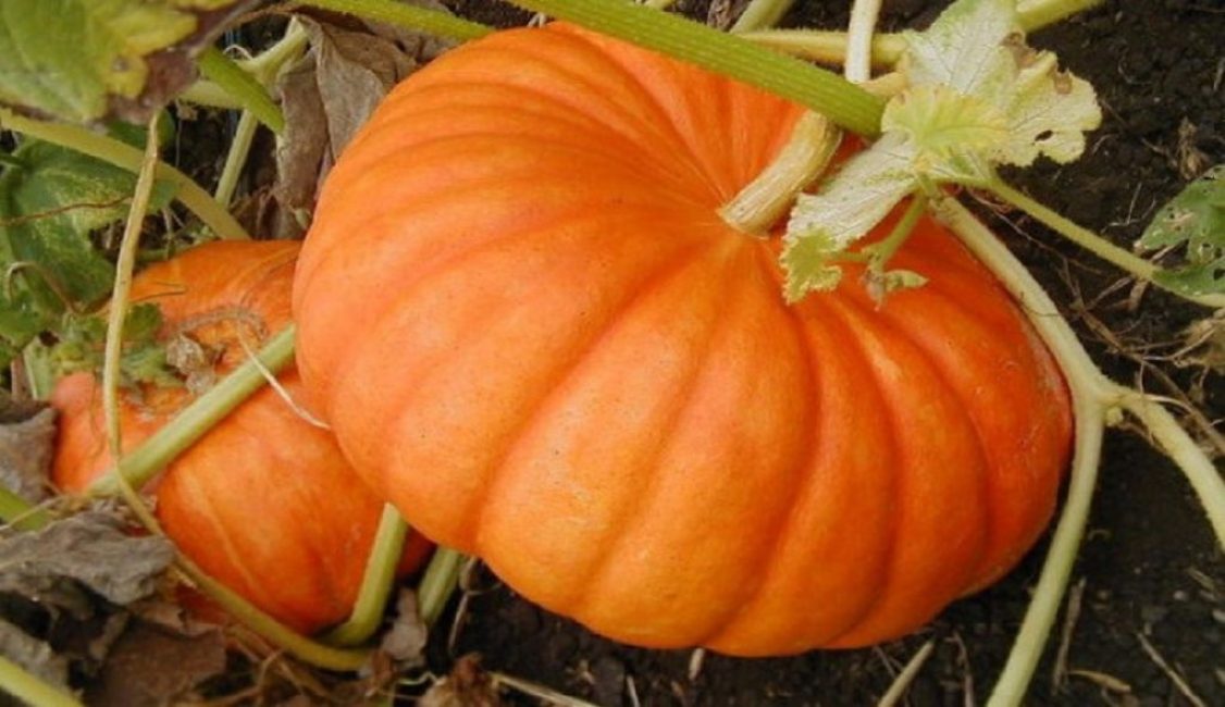 Sourire de citrouille