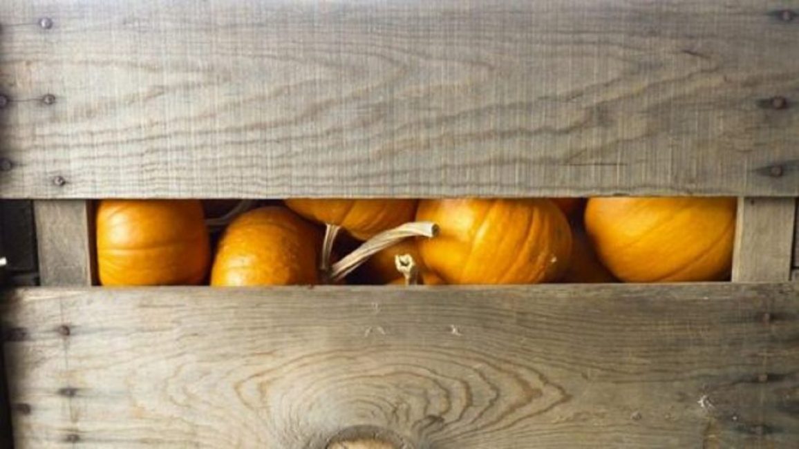 La citrouille doit être stockée sans accès à la lumière