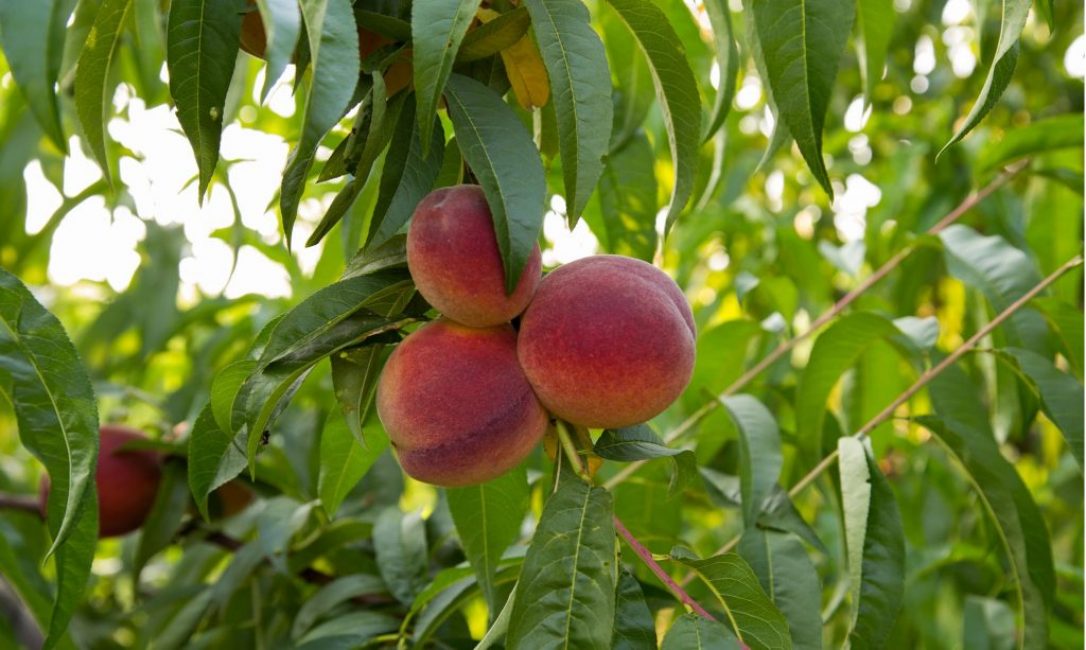 Culture de pêche en Moldavie