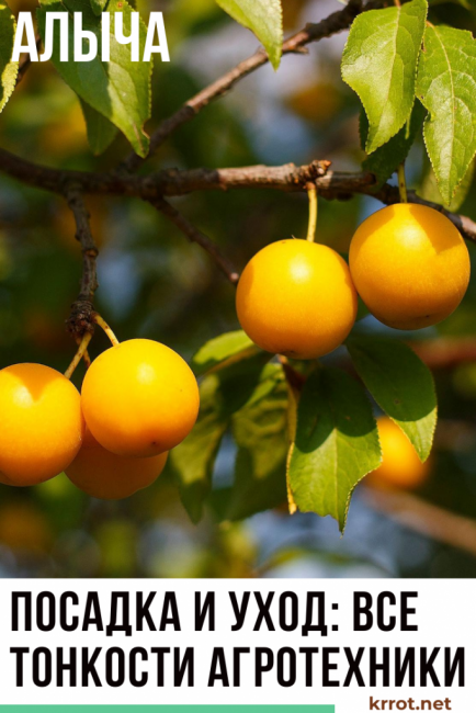 plantation de prunes cerises