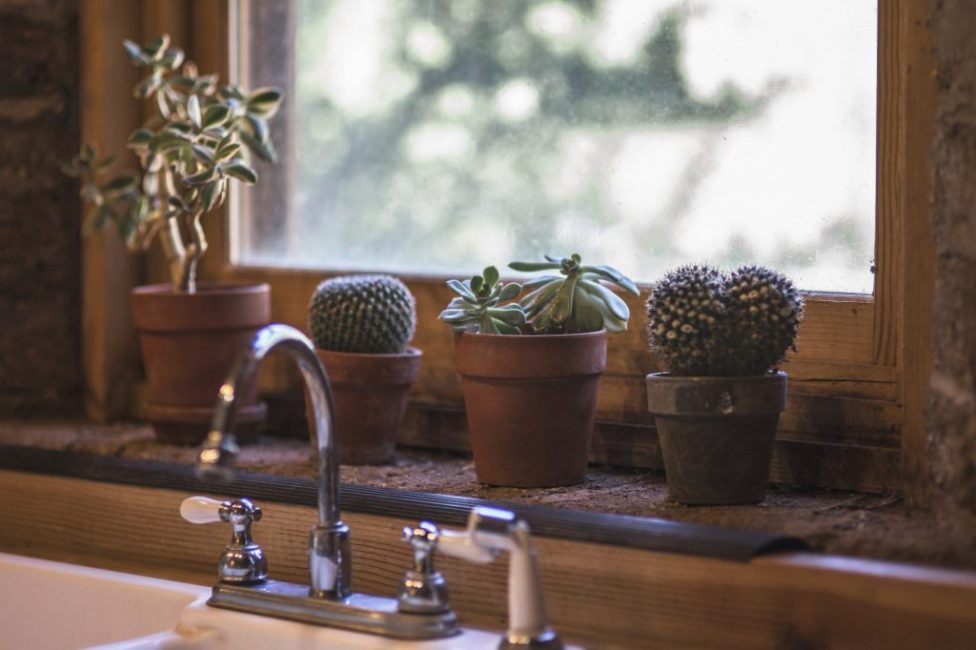 Comment prendre soin d'un cactus à la maison