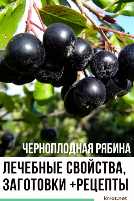aronia