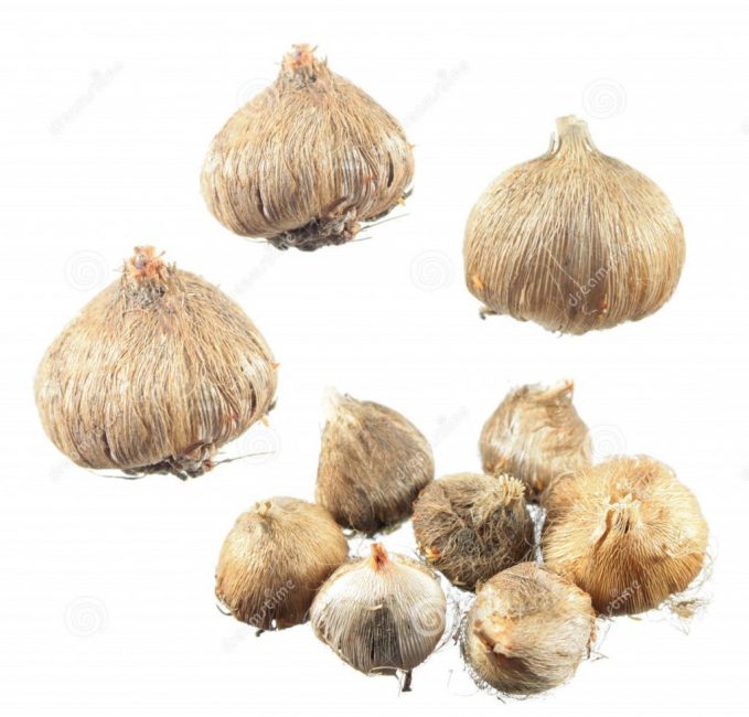 Seuls les gros bulbes résistants plantés fleurissent la même année