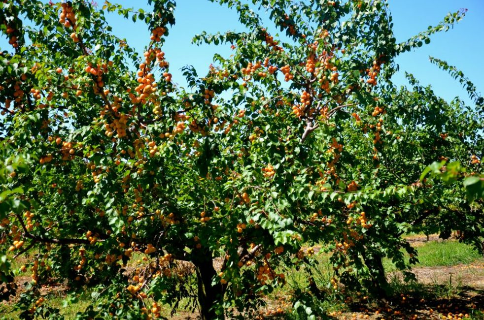 culture de l'abricot