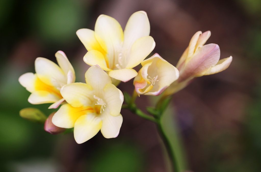 plantation et entretien du freesia