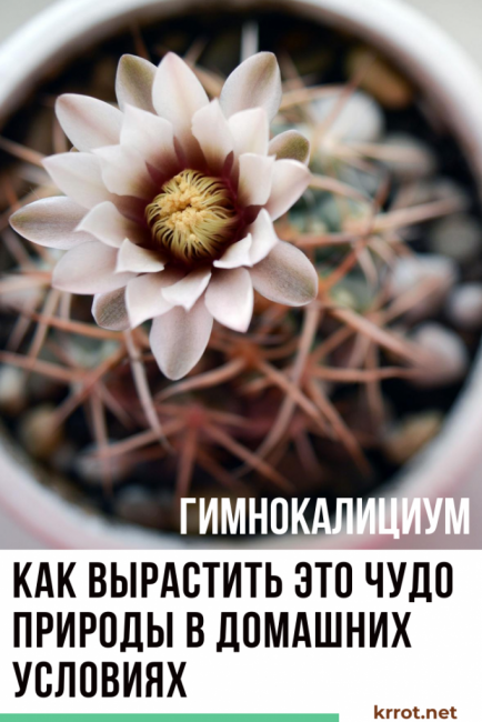 Gymnocalycium à la maison
