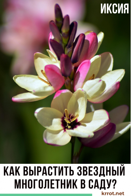 plantation et entretien d'ixia