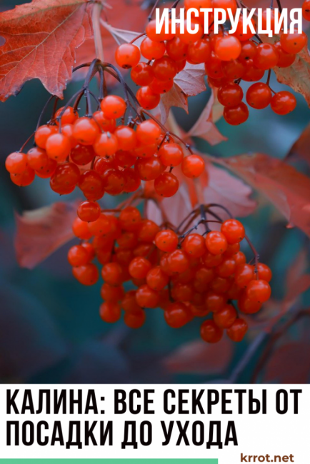 plantation et entretien de la viorne