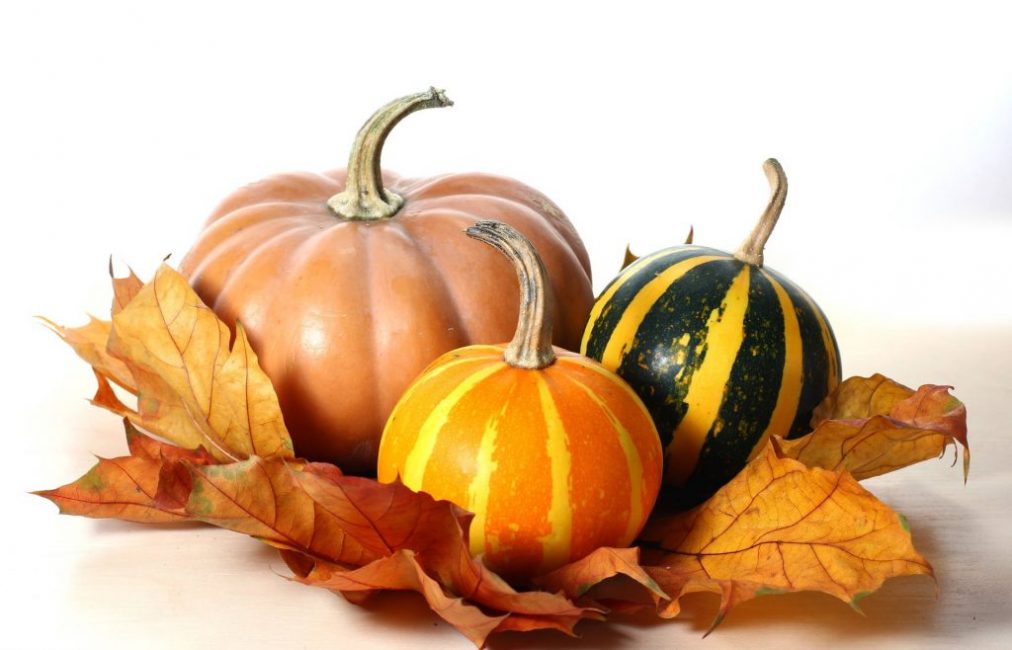 Une récolte bien effectuée est un gage de préservation à long terme des qualités gustatives et commerciales de la citrouille fraîche.