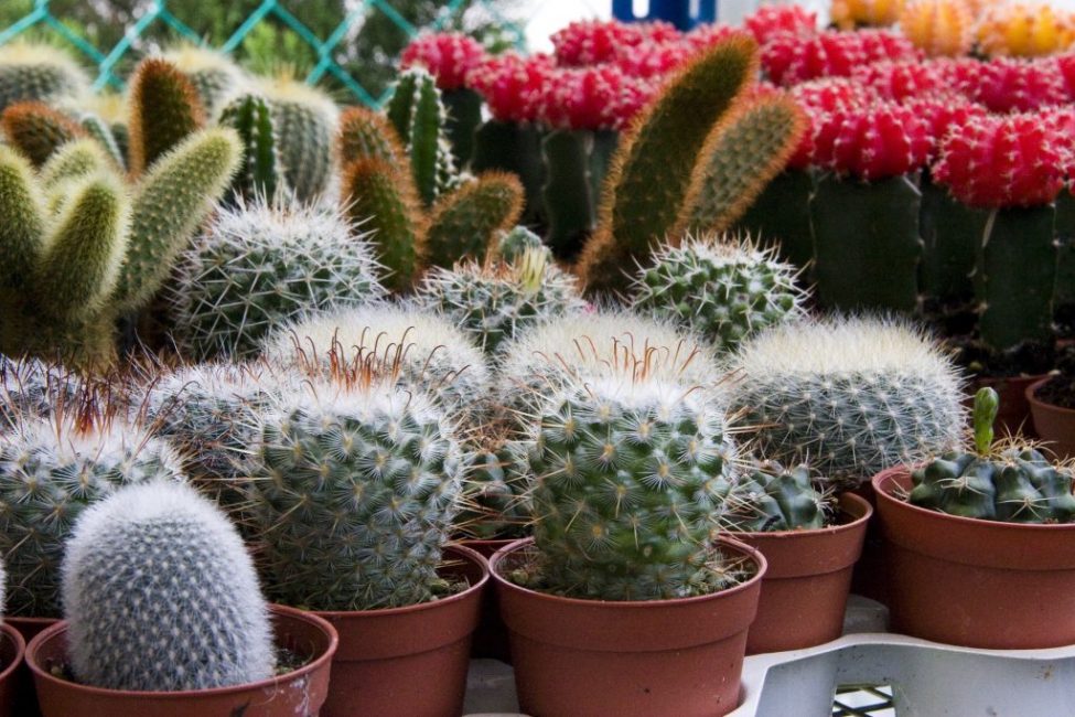 comment prendre soin des cactus à la maison