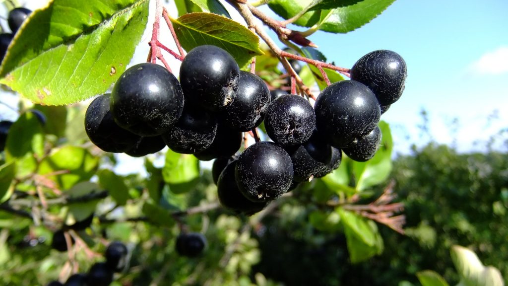 propriétés médicinales de l'aronia