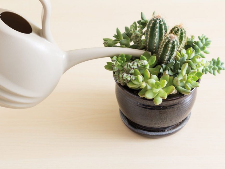 Traitement de l'eau des succulentes