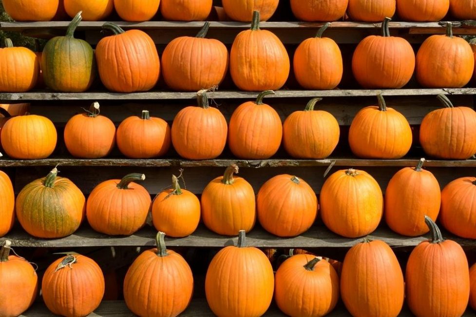 Dans une bonne cave, la citrouille conserve son goût et son aspect présentable tout l'hiver.