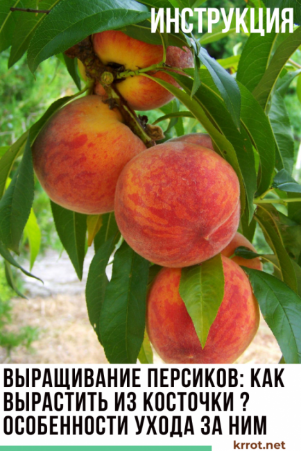 culture de la pêche