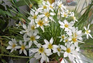 (60+ Photos & Vidéos) + Avis