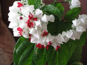 (65+ Photos & Vidéos) + Avis