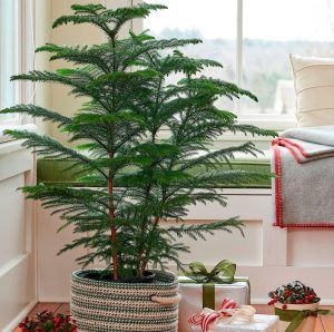 (65+ Photos & Vidéos) + Avis