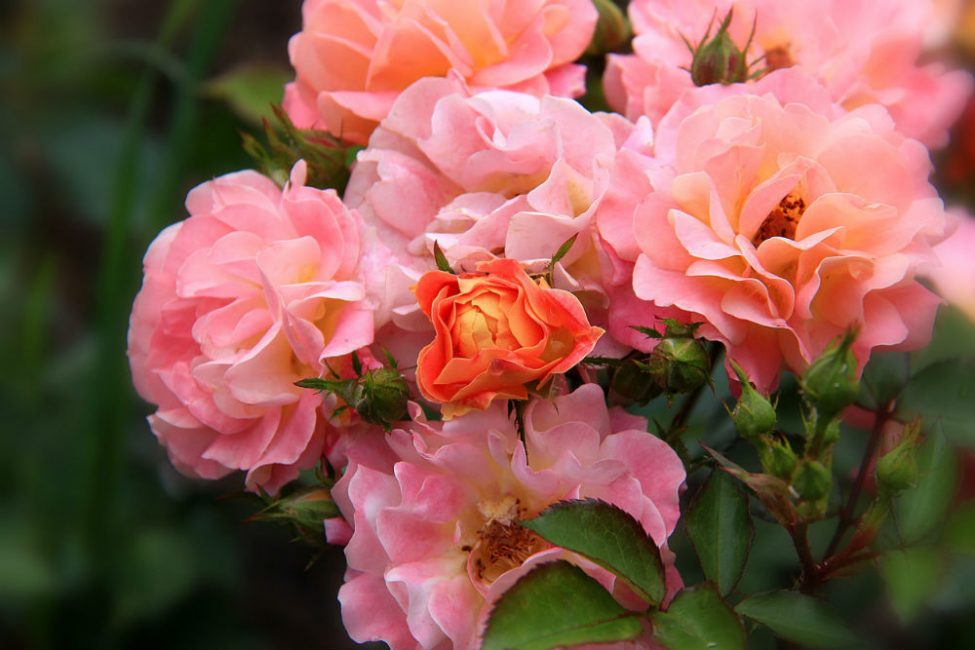 roses polyanthes