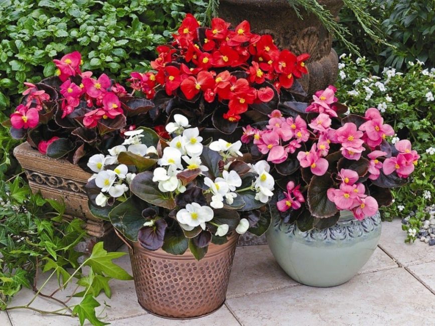 Variété de bégonias