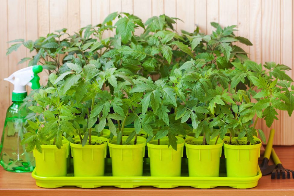 Le respect des règles est la clé pour obtenir des plants sains et solides