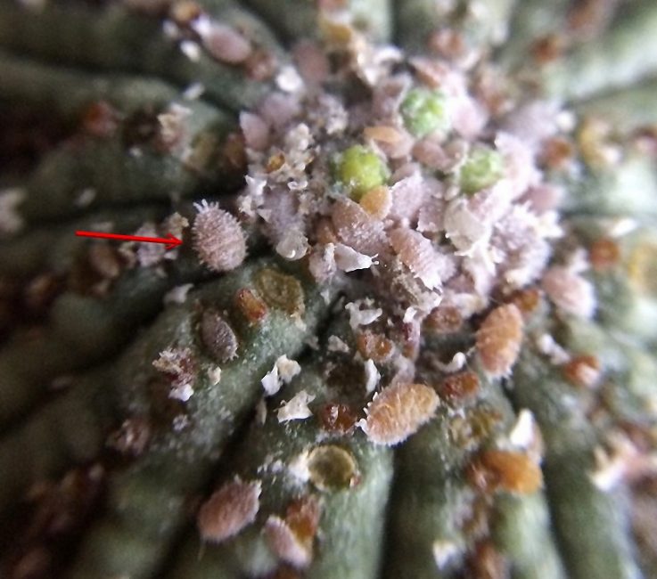 Cactus affecté par les pucerons velus