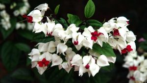 (65+ Photos & Vidéos) + Avis