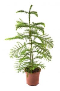 (65+ Photos & Vidéos) + Avis