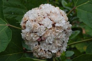 (65+ Photos & Vidéos) + Avis