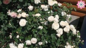 Roses Polyanthus: description de 11 variétés, caractéristiques de la culture à partir de graines à la maison (75+ Photos & Vidéos) + Avis