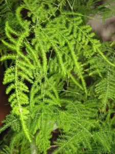 (50+ Photos & Vidéos) + Avis