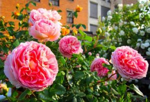 Roses Polyanthus: description de 11 variétés, caractéristiques de la culture à partir de graines à la maison (75+ Photos & Vidéos) + Avis