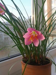 (60+ Photos & Vidéos) + Avis