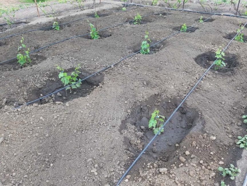 Arrosage des buissons de raisin lors de la plantation