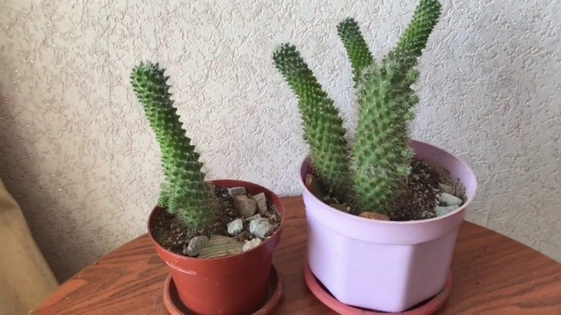 Bébés sur les tiges de mammillaria
