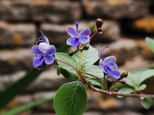 (65+ Photos & Vidéos) + Avis