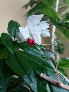 (65+ Photos & Vidéos) + Avis