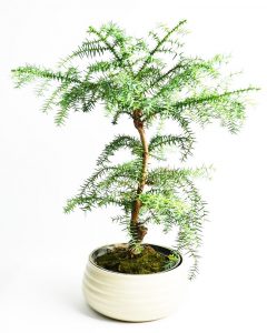 (65+ Photos & Vidéos) + Avis