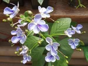 (65+ Photos & Vidéos) + Avis