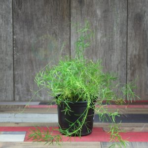 (50+ Photos & Vidéos) + Avis