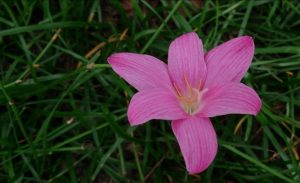 (60+ Photos & Vidéos) + Avis