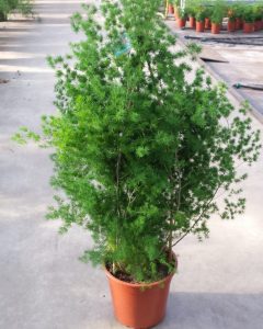 (50+ Photos & Vidéos) + Avis